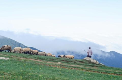 Foto de Gül Işık: https://www.pexels.com/es-es/foto/hombre-rodeado-de-ovejas-2452311/
