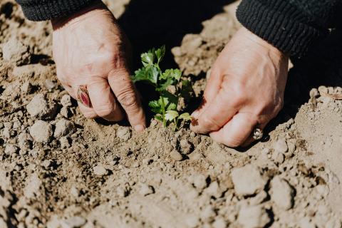 Foto de Photo By: Kaboompics.com: https://www.pexels.com/es-es/foto/naturaleza-persona-jardin-campo-4207910/